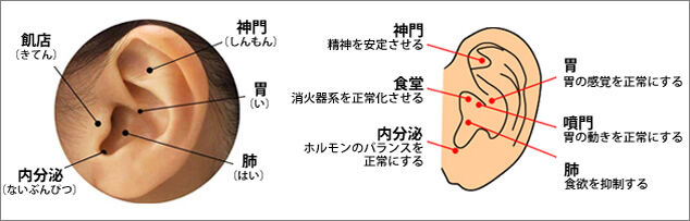 耳